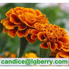 Marigold extract lutein 5% 10% 20% 80%